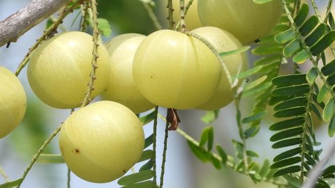 Amla Fruits on tree branch,nutritious food of indian gooseberry