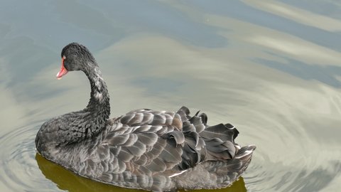 Black swan swims on the lake