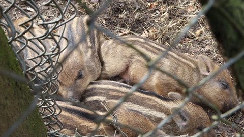 Baby piglets dreaming and sleeping in a pile. Wild boar pigs sleeping behind the fence