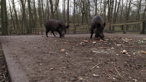 Wild boar family eating food in wildlife enclosure. Baby piglet and wild boar pigs being fed in closed enclosure in the forest