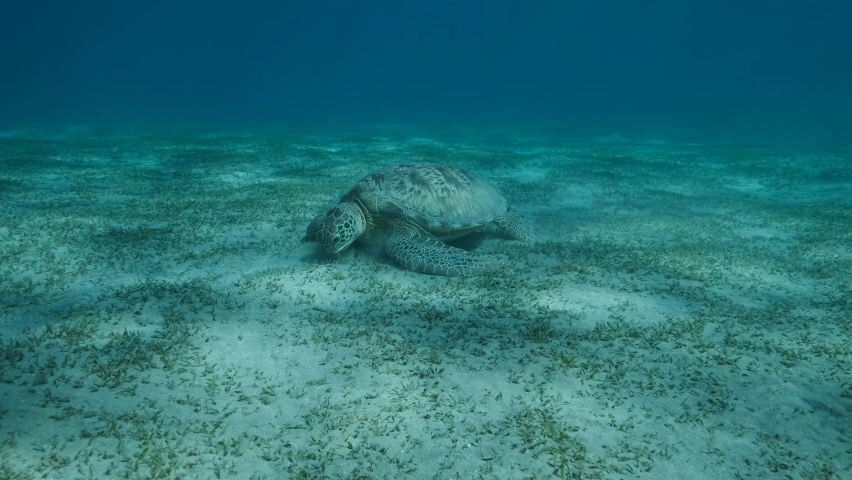 Close-up portrait of Big Sea Turtle green eats green sea grass on the seabed. Green sea turtle (Chelonia mydas) Underwater shot, Red sea, Egypt Royalty-Free Stock Footage #1089941845