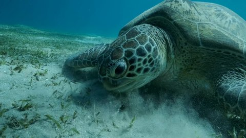Close-up portrait of Big Sea Turtle green eats green sea grass on the seabed. Green sea turtle (Chelonia mydas) Underwater shot, Red sea, Egypt