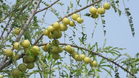 Amla fruits ( Indian Gooseberry) on tree branch ,vitamin rich fresh fruits