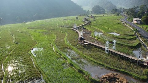 Aerial view of beautiful rice fields in the morning in Kendal Village (Desa Pakis), Indonesia.

