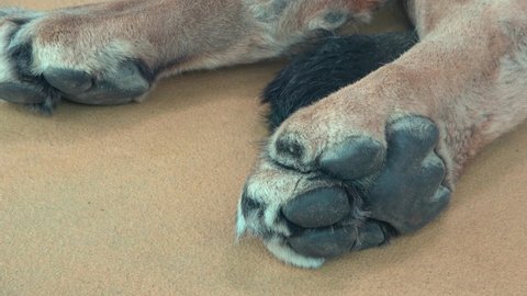 Hind paws of a male lion (Panthera leo) Barbary lion