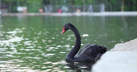 A closer look at a swan with black, silky feathers. A black swan, bending its long neck, drinks water from the river. 4K Video