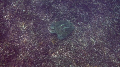 Green sea turtle lying on the coral bottom. Watching a wild sea turtle in ocean on a snorkeling or diving trip. Marine life tropical turtle in wild nature. Underwater video of scuba diving