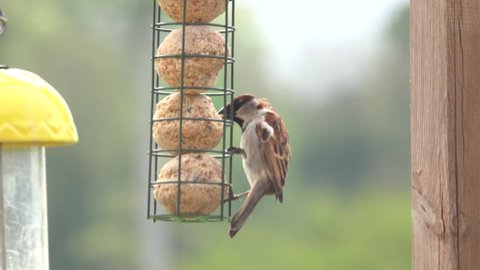 sparrow (Passer domesticus) feeding ravenously from a hanging wire cage fat ball feeder, defocused background