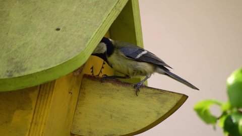 Blue tit bird feeding her young with a worm in a nesting box