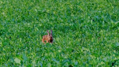 cute fluffy animal grazing on a green lawn, mammal hare of the lagomorph order, Lepus europaeus eats young rapeseed plants, concept of harming agriculture, object of amateur and sport hunting