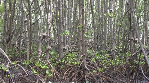 The mangrove forest of Kung Krabaen Bay Mangrove Study Center in Chanthaburi, Thailand.