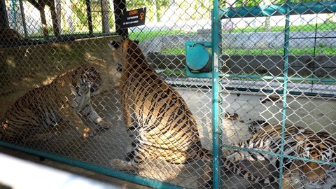 Beautiful tigers in the aviary. Completely different. Some play gently with each other, others growl, and others walk around in circles sad and tired. The tiger lies and looks into the camera.