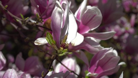Macro Pink Magnolia Blossom Background