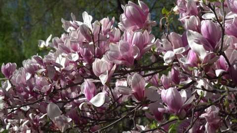 Spring Blossoming Magnolia Tree Branches