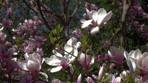 Spring Magnolia Tree Branches Slider Shot