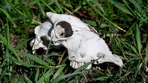 Sheep skull in field. Dead animals. Bone remnants lying in grass. Drought season.