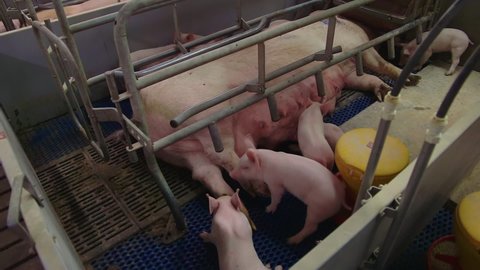 Baby Pigs Eating Milk From Sow In Farrowing Crate At Animal Production Husbandry. Sow Feeds Cute Baby Pigs At Husbandry. Pink Baby Pigs Maintained In Good Condition At Farm. Agriculture. Husbandry