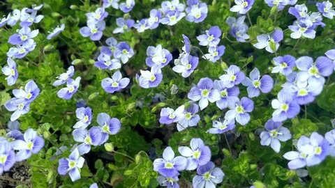 Carpet of blue flowering veronica creeping in early spring, unfocused.
