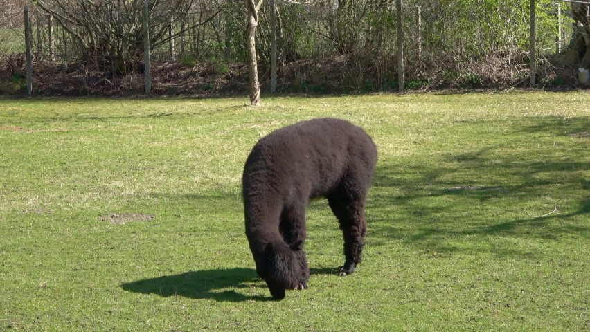 Close up view of alpaca grazing on green grass.