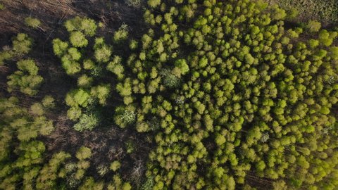 Top down aerial drone view of spring birch forest, spring woodland aerial shot. Drone fly over green trees and yellow treetops. Flight over woods, natural background in motion. 4k UHD. Backward flight