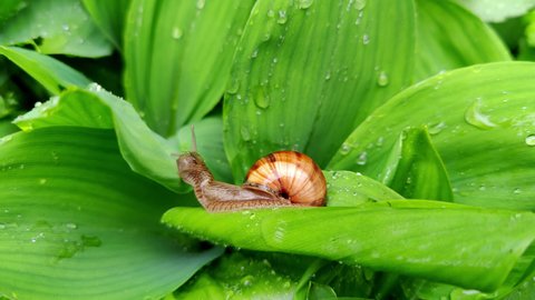 Close up slow brown snail crawls in rain on green leaves of snowdrops. street insect crawls on green plant with water droplets on leaves. Natural nature concept, ecology.