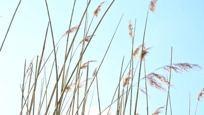 Dry reeds against the blue sky, wind