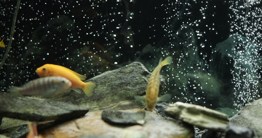 Slow Motion Of Fish Swimming In Tropical Freshwater Aquarium. Malawi Peacock and Cichlids in fish tank. | Shutterstock HD Video #1089950443