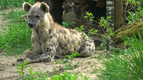 Spotted hyena sits (Crocuta crocuta)