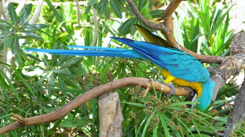 A blue-and-yellow macaw (Ara ararauna), or a blue-and-gold macaw in the trees	