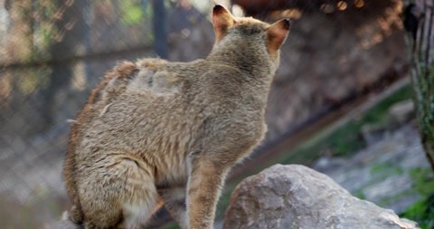 an old lynx with an injured eye in a cage at the zoo