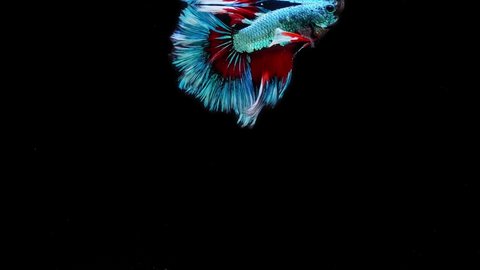 Blue and red color Siamese fighting fish (betta fish) with beautiful swimming in slow motion on black background
