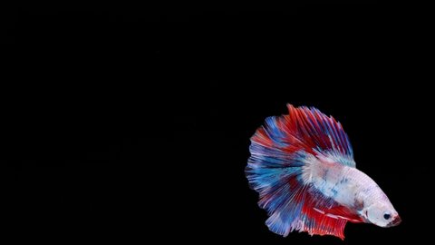 Multi color Siamese fighting fish (betta fish) with beautiful swimming in slow motion on black background