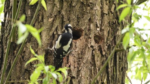 The great spotted woodpecker (Dendrocopos major)
lives in forests, parks and cities of Eurasia. Benefits the forest by feeding on insect pests.
He is a forest nurse. Krakow (Poland).