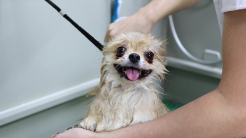 Toy light colour dog gets nervous in bath and groomer tries to calm it