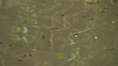 Pond with tadpoles. Scenery of early summer.