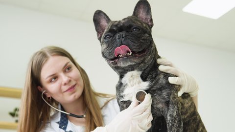 Beautiful smiling woman veterinarian examining dog with stethoscope in clinic. Woman veterinarian listens to dog lungs with stethoscope in veterinary clinic