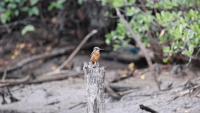 Wildlife bird species of Common Kingfisher perched and fly on a tree stump with natural background in tropical rainforest.