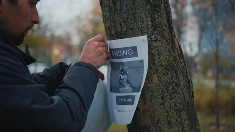 Man looking for a missing pet, posting posters on trees in the park. Missing dog banner. Male hangs up an advertisement for the search for dog. Lost puppy reward message poster. Home pet search.