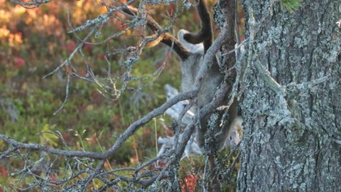 Close-up of a young Reindeer eating lichen from branches on an autumn morning in Ruka, Northern FInland