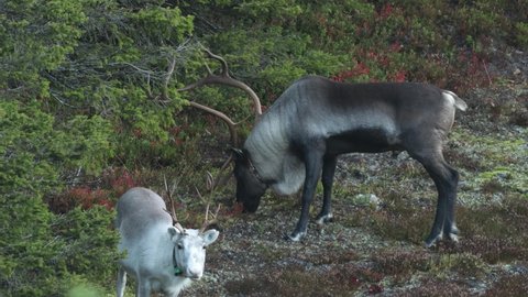 Domestic Reindeer bull eating shrubs on an autumn morning in Ruka, Northern Finland