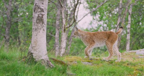 Focused european lynx running in the forest a summer evening