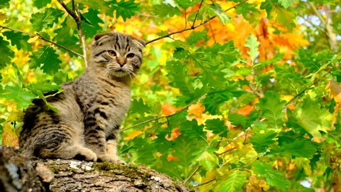 Cat and autumn. Autumn season. Cat on a tree in the autumn garden.Pets