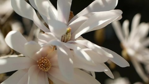 White blooming Magnolia tree. Close up of magnolia blossoms in the spring season.