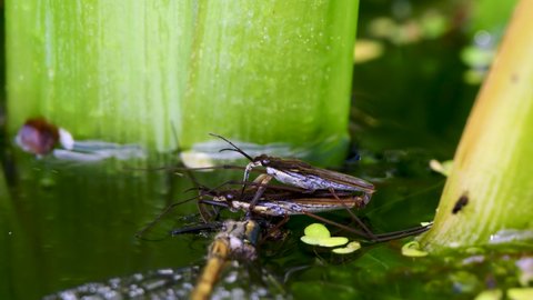 Pond Skaters Mating Whilst One is Predating a Large Red Damselfly.