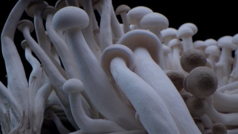 Macro shot of champignons stand in a row of mushrooms. Close-up porcini mushrooms. Frames of biological mushrooms. Bunch of mushrooms grows on a black background.