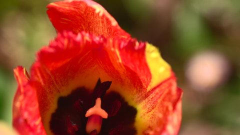 A detailed look inside a tulip at the pistol, stem, stigma, stamen, pollen and anther.