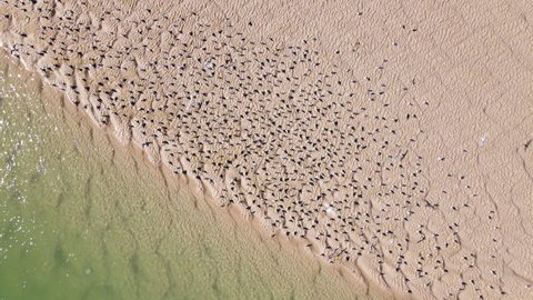 Drone descends on flock of terns sitting on sandbank before taking off