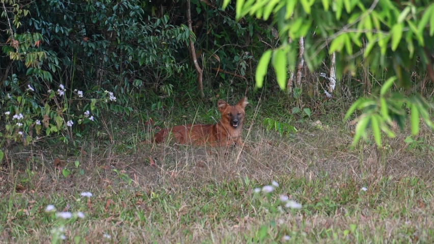 Seen looking at the camera as the camera zooms out, Dhole Cuon alpinus, Khao Yai National Park, Thailand.