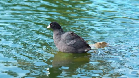 Close up shot of American Coot sitting on rock and cooling in water of lake during hot sunny day