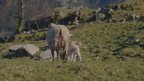 Two cute newborn lambs being nurtured by their mom; lambing season